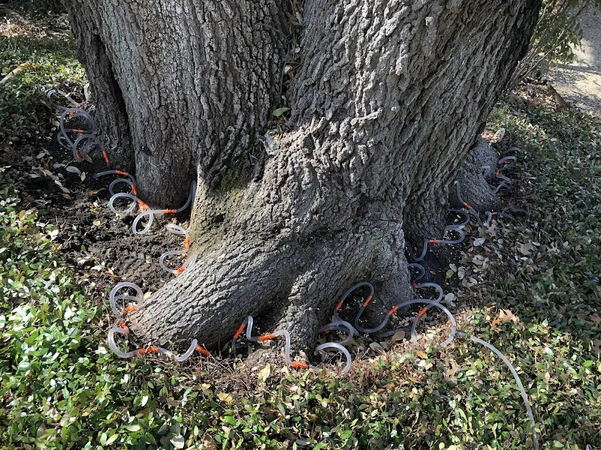 Detailed Tree Cabling and Bracing job site in Montello