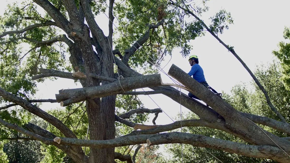 Professional Crown Thinning performed by certified arborists in Montello
